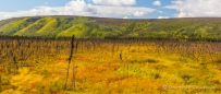 die Natur ist schon gigantisch, wie sie sich nach Buschbränden alles nach und nach zurück erobert...