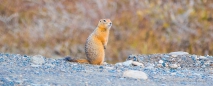 an unserem Pausenplatz begrüßt uns direkt ein Groundsquirrel