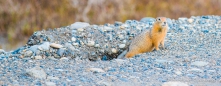 das Groundsquirrel schaut neugierig in die Landschaft....