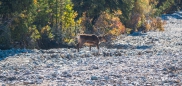 Caribous im Denali