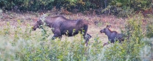 die zweite Moosebegegnung am heutigen Abend ist eine Elchkuh mit Kalb