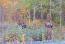 bevor die drei im Wald verschwinden