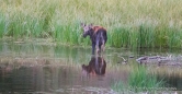 und schon steht ein weiteres Moose im Wasser und genießt die Gräser
