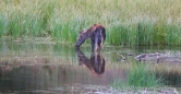 dieses Moose wirkt auf uns wie ein kleiner Punk