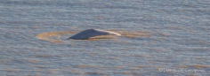 wobei das Cook Inlet auf uns recht schlammig wirkt...