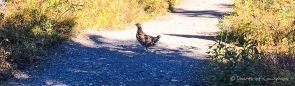 Ptarmigan-Hühner kreuzen unseren Weg