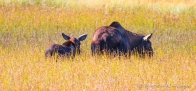 gemeinschaftliches Grasen der Elchfamilie