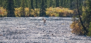 Caribous im Denali