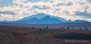 Ausblicke im Denali Nationalpark