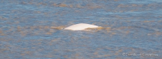das Weiß der Belugas strahlt weit
