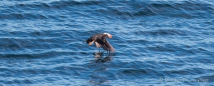 Puffin - Papageientaucher