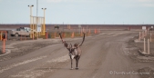 auf der Suche nach der Tankstelle, begegnet uns ein Caribou