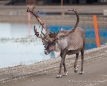 das Caribou schlappt gemütlich seines Weges ...