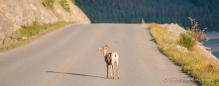 Bighorn-Sheep in der Abendsonne am Medicine Lake