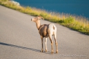 Bighorn-Sheep in der Abendsonne am Medicine Lake