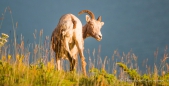 Bighorn-Sheep in der Abendsonne am Medicine Lake