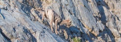 Der Bighorn-Sheep-Nachwuchs in der Felswand...