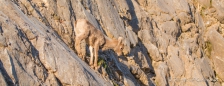 Der Bighorn-Sheep-Nachwuchs in der Felswand...