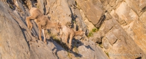 Der Bighorn-Sheep-Nachwuchs in der Felswand...