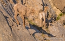 Der Bighorn-Sheep-Nachwuchs in der Felswand...