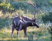 Elk-Bulle am Straßenrand