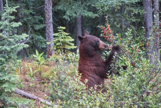 ein brauner Blackbear beim genüßlichen Beerenfrühstück