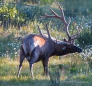 Elk-Bulle am Straßenrand