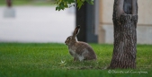 Dürfen wir vorstellen... Der "West-Edmonton-Mall-Hase"