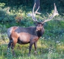 Elk-Bulle am Straßenrand