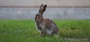 Dürfen wir vorstellen... Der "West-Edmonton-Mall-Hase"