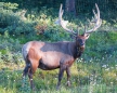 Elk-Bulle am Straßenrand