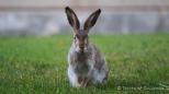 Dürfen wir vorstellen... Der "West-Edmonton-Mall-Hase"