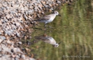 Semipalmated Sandpiper - Sandstrandläufer