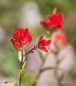 Indian Paintbrush - Indianerpinsel