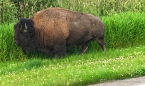 Aber die Bisons nehmen Rücksicht ;)