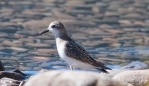 Semipalmated Sandpiper - Sandstrandläufer