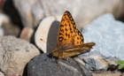 Mormon Fritillary - Mormonen-Perlmutterfalter