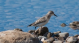 Semipalmated Sandpiper - Sandstrandläufer