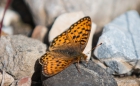 Mormon Fritillary - Mormonen-Perlmutterfalter