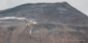 Northern Mockingbird - Spottdrossel