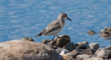 Semipalmated Sandpiper - Sandstrandläufer