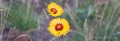 Great Blanket Flower - Prärie-Kokardenblume