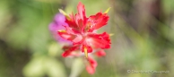 Indian Paintbrush - Indianerpinsel