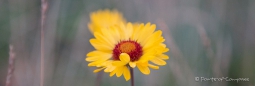 Great Blanket Flower - Prärie-Kokardenblume