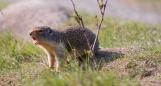 Columbian Groundsquirrel