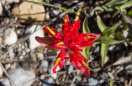 Indian Paintbrush - Indianerpinsel