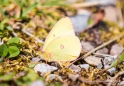 Clouded Sulphur Schmetterling