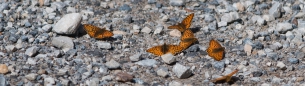 Mormon Fritillary - Mormonen-Perlmutterfalter - in Massen...