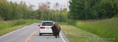 Achtung - Bison quert!