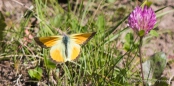 Orange Sulphur Schmetterling